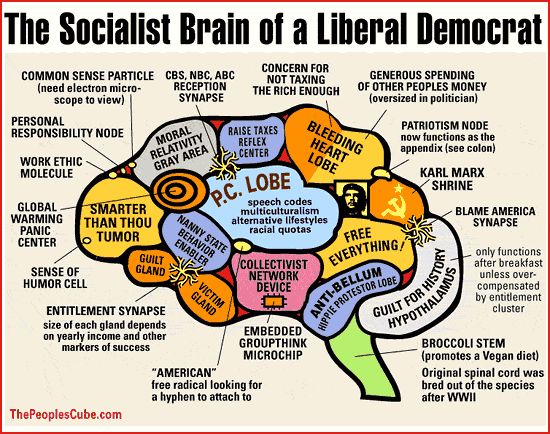 Liberal Brain